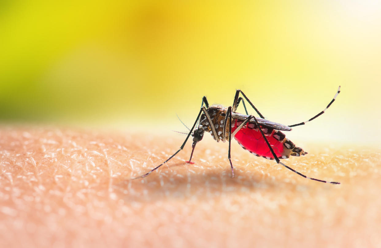 Mosquito Aedes picando y alimentándose en el brazo de una persona