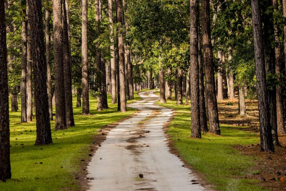 An image of a forested area on the Dover estate, up for sale for $14 million in Georgetown, South Carolina.