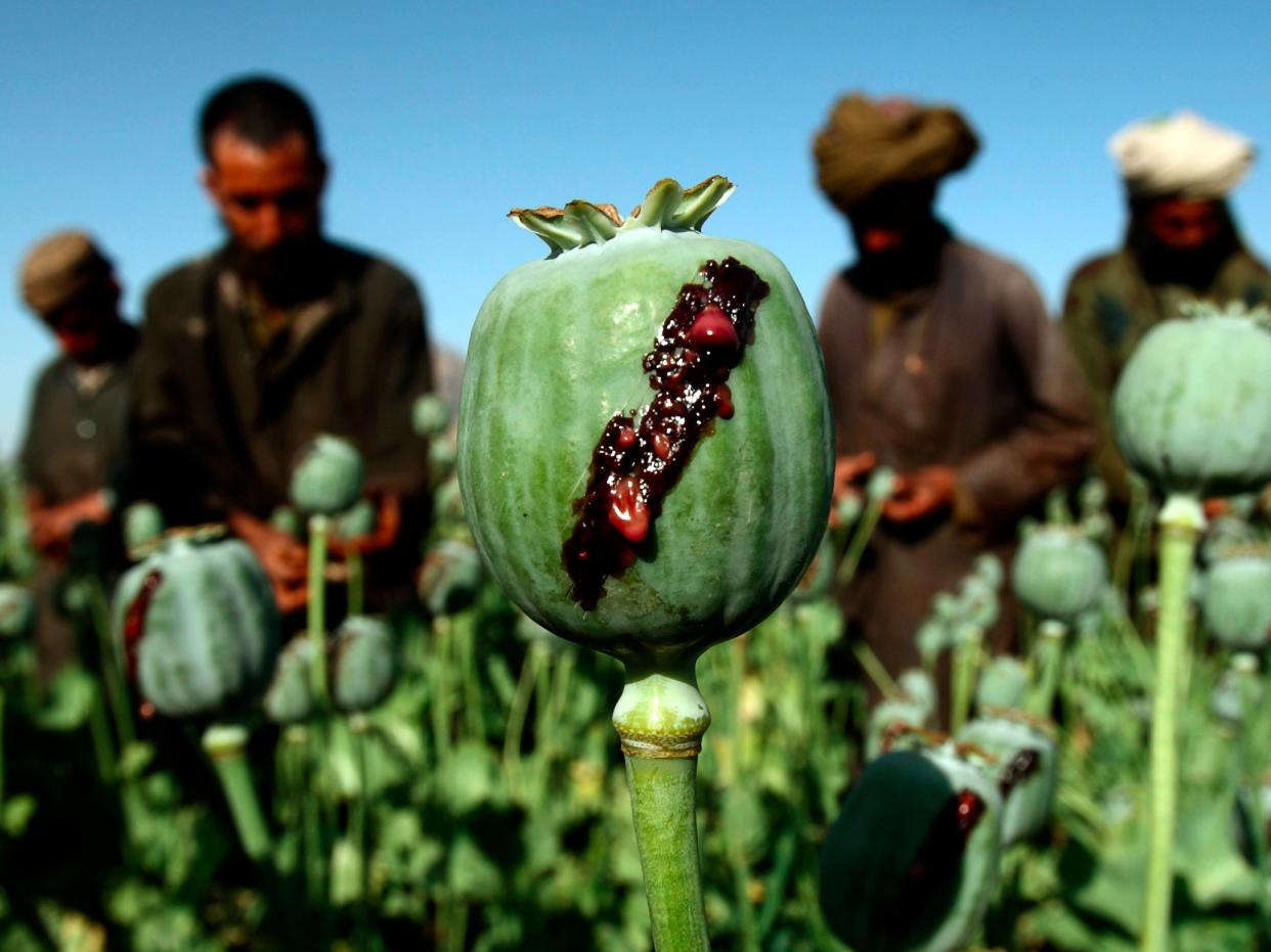 Afghanistan opium poppy heroin