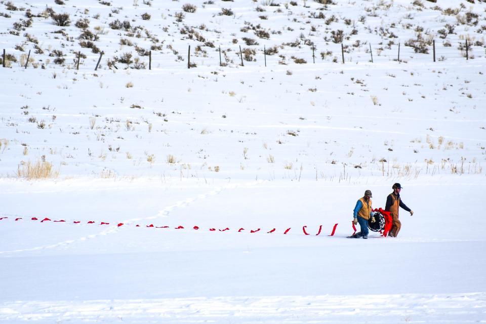 Volunteers from nearby ranches trudge through deep snow to string electric fencing with flags meant to deter wolves from cattle along a small pasture on the Gittleson Angus ranch northeast of Walden on Jan. 2. The ranch has seen three cows killed by a nearby wolfpack.