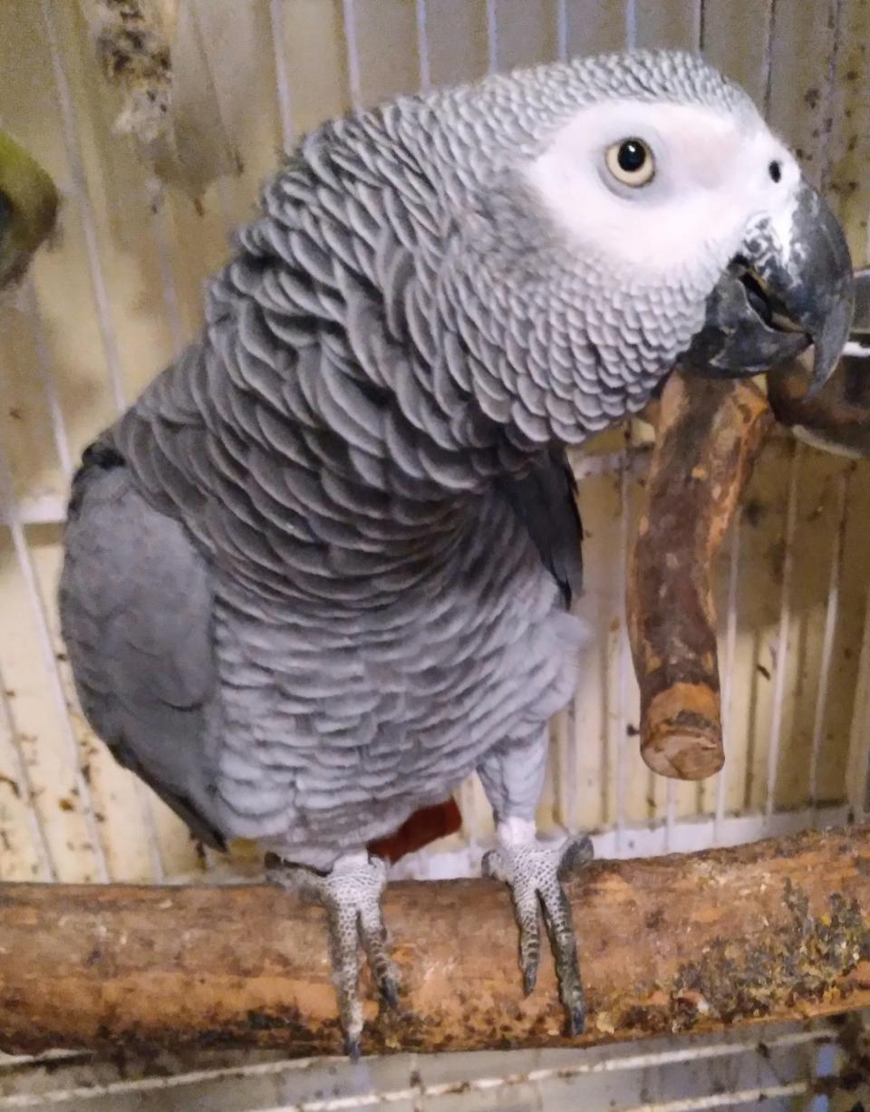 Gregory is a sweet, African Grey parrot from Coralville, IA.