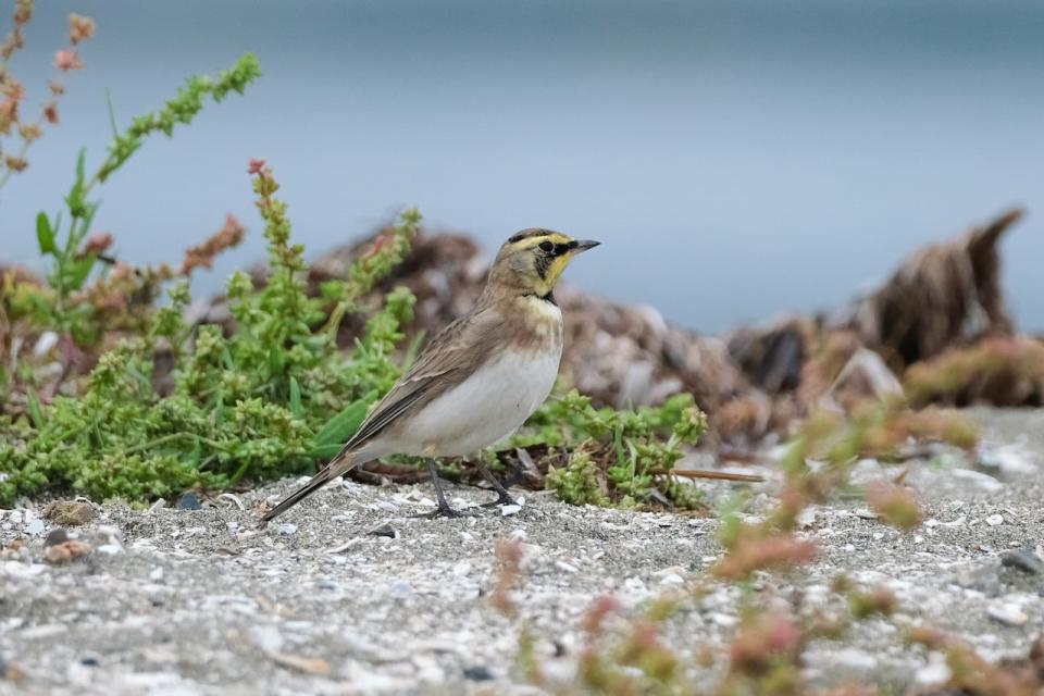 A horned lark is pictured at Blackie Spit in Surrey, B.C.
