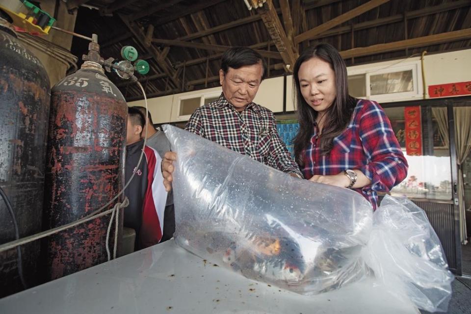 鍾瑩瑩（右）如今在屏東開設錦鯉養殖與鑑賞的顧問公司，偶爾才回雲林，魚場交回父母手中打理。左為父親鍾英哲。