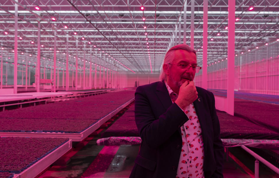 Rob Baan of Koppert Cress plant nursery poses for a portrait in a green house illuminated by pink led lights in Monster, Netherlands, Thursday Feb. 25, 2021. A Dutch startup is using drones to kill moths in midair as a way of protecting valuable crops in greenhouses that are damaged by caterpillars. PATS Indoor Drone Solutions emerged from the work of a group of students looking for ways to kill mosquitos in their dorm rooms. The drones themselves are very basic, but they are steered by smart technology and special cameras that scan the airspace in greenhouses. When the cameras detect a moth, a drone is set on a collision course with the bug, destroying the bug with its rotors. (AP Photo/Mike Corder)