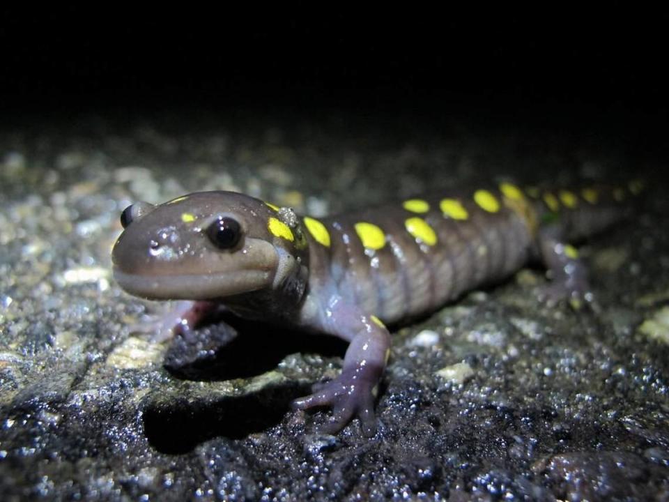 An eager Spotted Salamander crosses the road to get to its breeding pool, on in Keene, N.H. (Brett Amy Thelen/Harris Center for Conservation Education via AP)