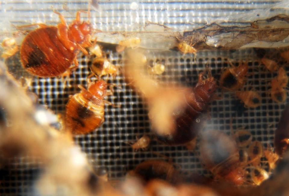 Bed bugs: The Houses of Parliament are reportedly crawling with the parasitic creatures (AFP/Getty Images)