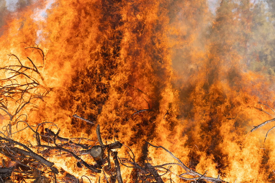 A close up of a raging fire with orange and black flames shooting up 10-15 feet and forest debris crumbling in the heat