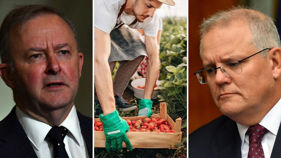 Anthony Albanese has said the Government needs to do more to address poor wages for farm workers. Images: Getty