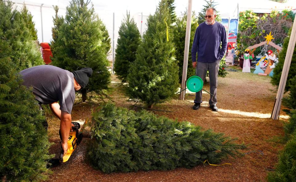 David Muñoz cuts off the bottom for a fresh start on a Douglas Fir Christmas tree bought by Jesse Salazar at the Muñoz Family Christmas Tree Lot on Nov. 30, 2023. Salazar has been coming to the lot for over 25 years.