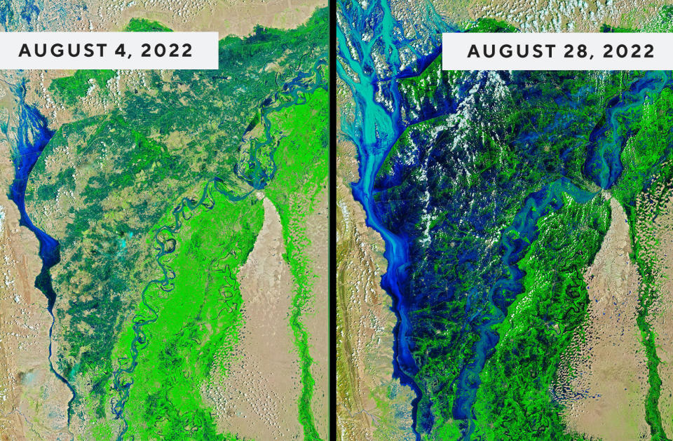 These false-color images above of the Indus River were acquired by the Landsat 8 and Landsat 9 satellites on August 4 and 28, respectively. The images combine shortwave infrared, near infrared, and red light (bands 6-5-4) to better distinguish flood waters beyond their natural channels.  / Credit: NASA Earth Observatory images by Joshua Stevens