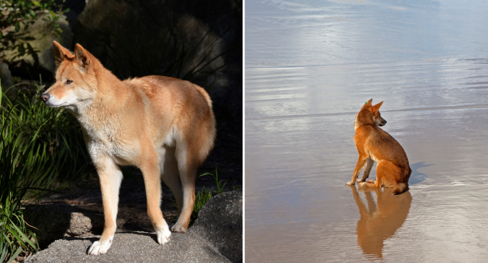 Left image of a dingo up close standing in bushes. Right image of a K'gari dingo on the beach. 