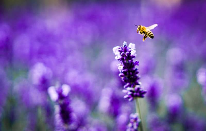 If a plant like lavender is contaminated with pesticides, bee lovers can unintentionally harm the insects. Frank Rumpenhorst/dpa