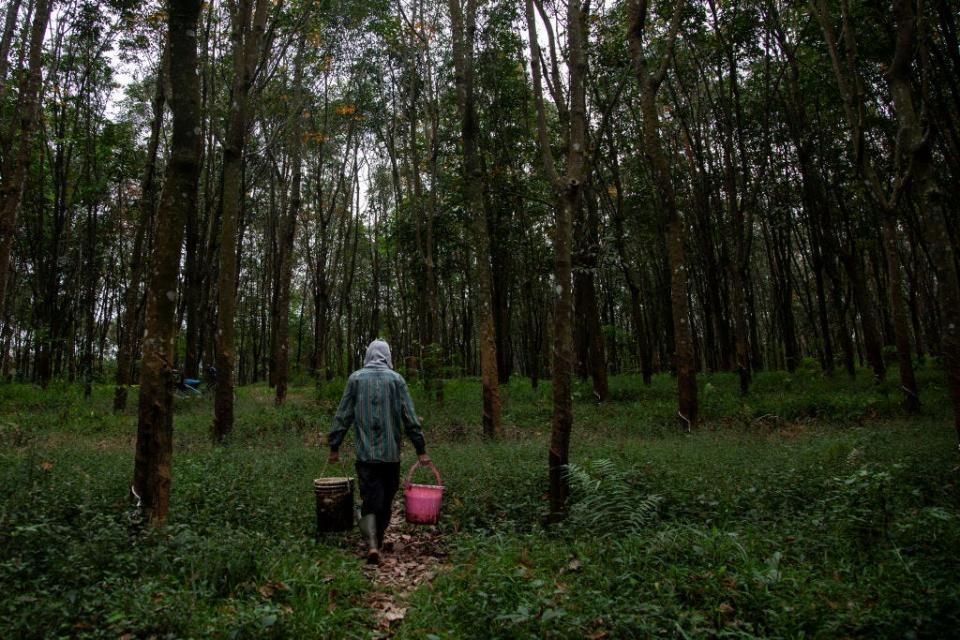 Tappers harvest rubber sap at a plantation in Indonesia.