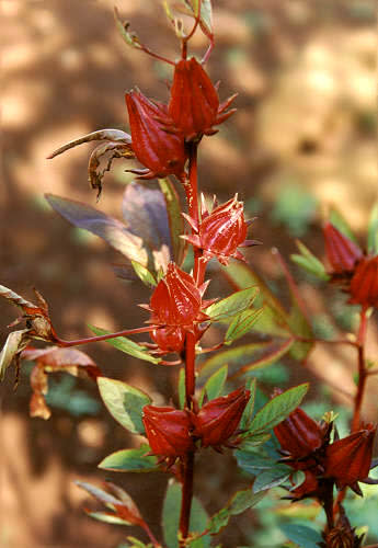 洛神花植株上的果實(Photo via Wikimedia, by Spedona, License: CC BY-SA 3.0，圖片來源：https://commons.wikimedia.org/wiki/File:Flor_de_Jamaica.jpg)