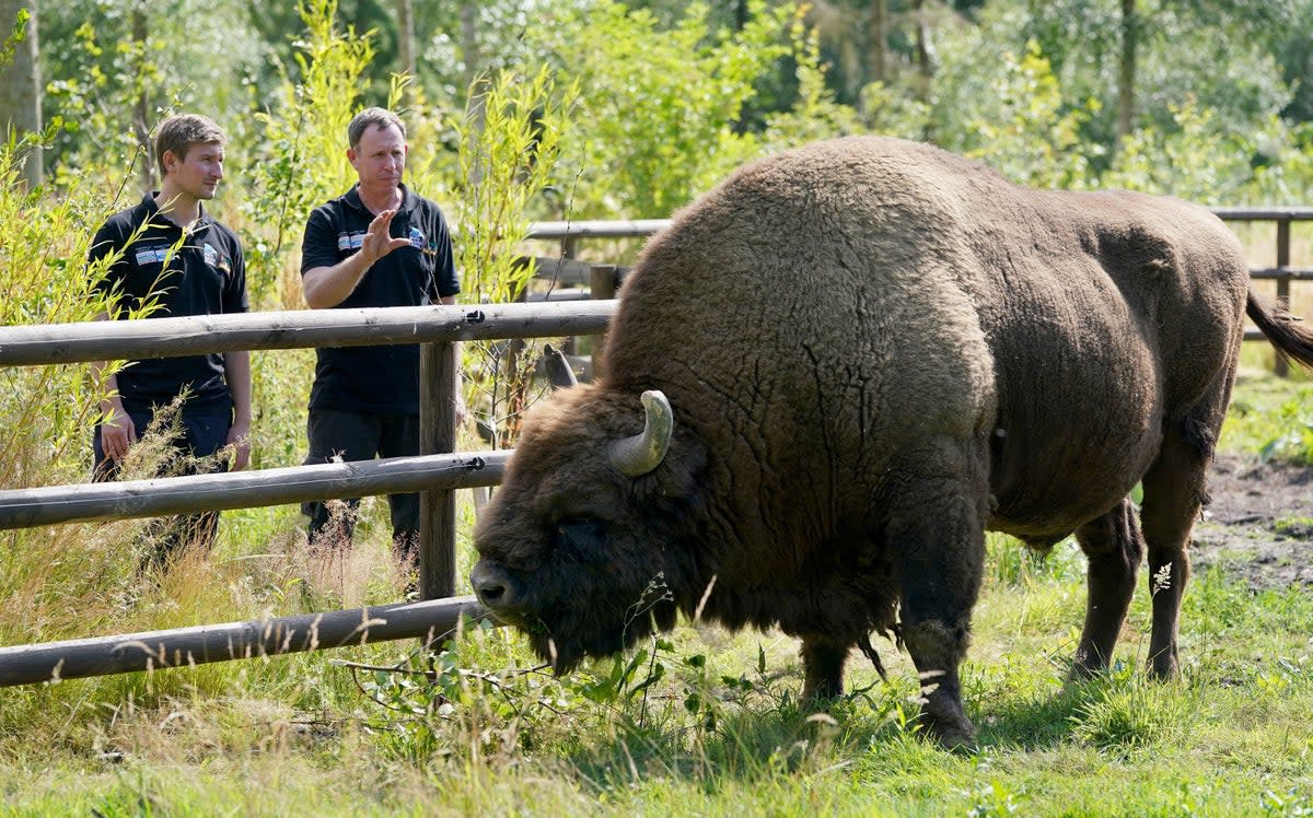 Tom Gibbs (left) and Donovan Wright, the UK’s first Bison Rangers, get to know a Bison at the Wildwood Trust , near Canterbury in Kent (Gareth Fuller/PA) (PA Archive)