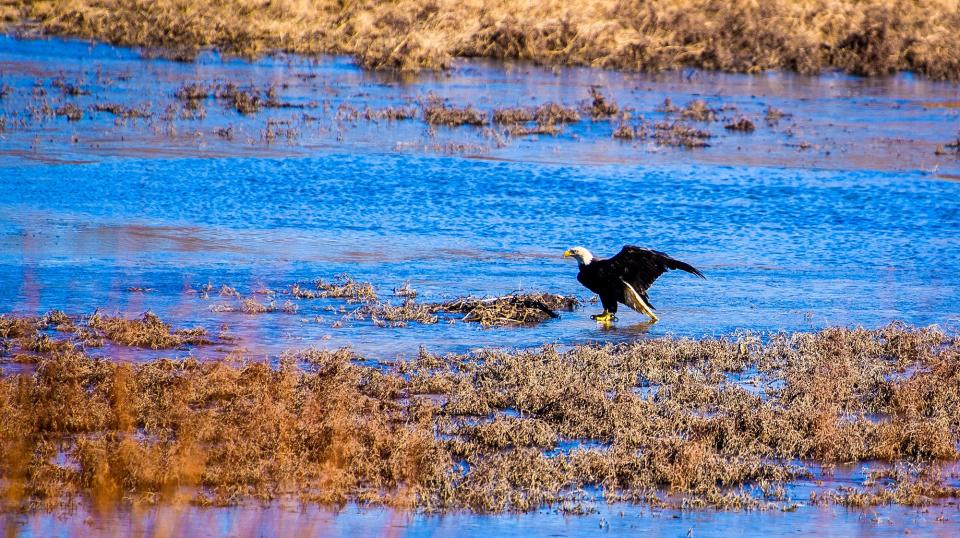 Christmas the bald eagle starts to get acclimated to her new surroundings Tuesday after being released near Lake Gallimore at Naval Support Activity Crane Base.