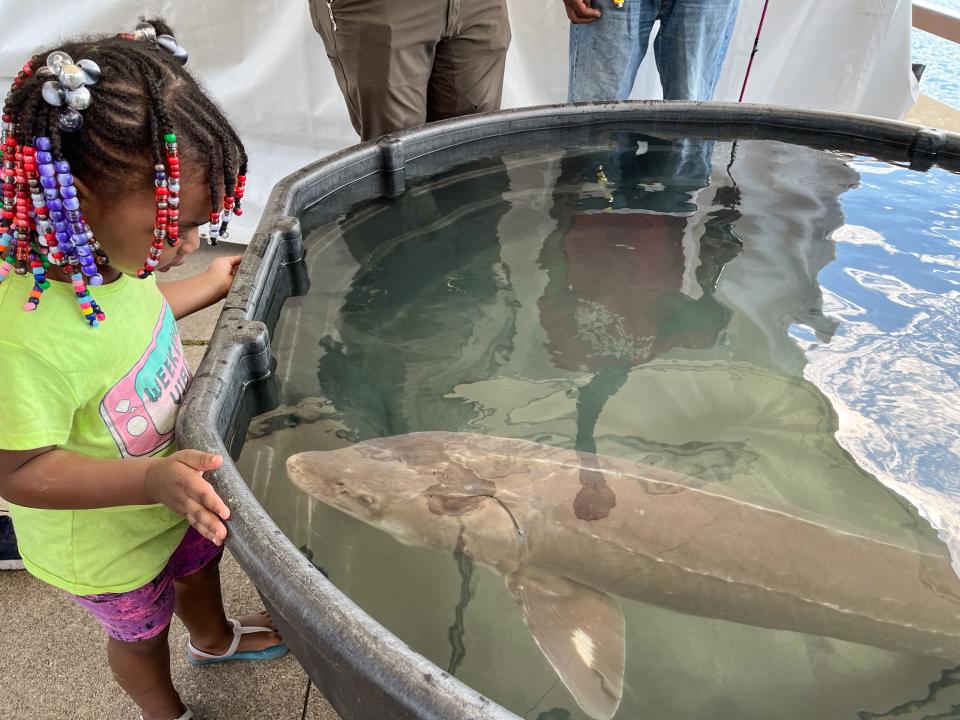 A child looking at a sturgeon.