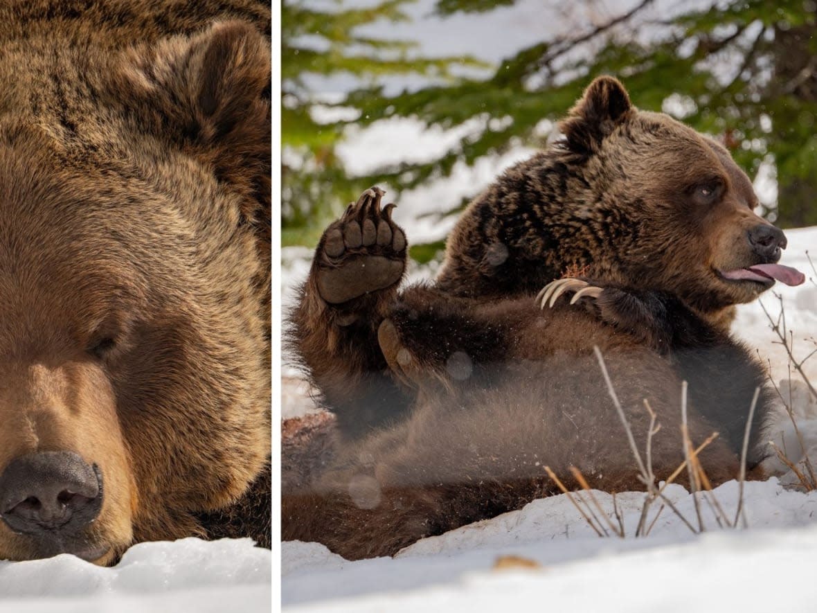 Boo, a beloved grizzly bear living in a refuge near Golden, B.C., emerged from hibernation in mid-March. (Submitted by Aaron McCartney - image credit)