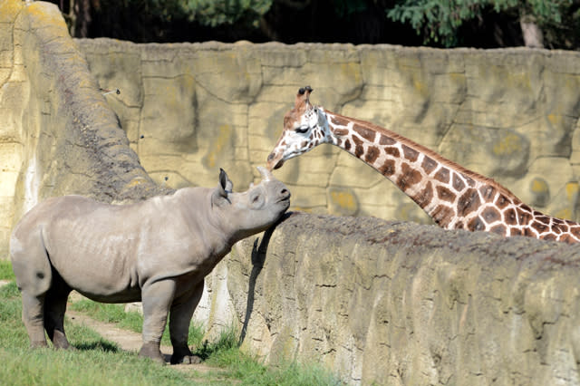 Mandatory Credit: Photo by Slavek Ruta/REX/Shutterstock (5725755a) A black rhino or hook-lipped rhinoceros male called Josef has a giraffe for a neighbor A black rhino cub with a giraffe for a neighbor, Dvur Kralove Zoo, Czech Republic - 10 Jun 2016 Two rhinocero were born on January in Zoo Dvur Kralove nad Labem in 2015. They are critically endangered in the wild nature. The Dvur Kralove Zoo has the the largest population of African animals in Europe. 