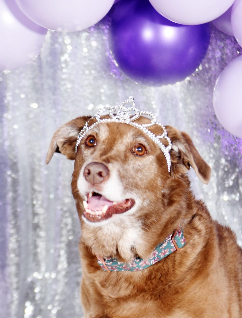 Dory is a mixed lab, owned by Courtney Wingate. who is part of the Robinson's Rescue 2022 Best in Sheaux homecoming court. 