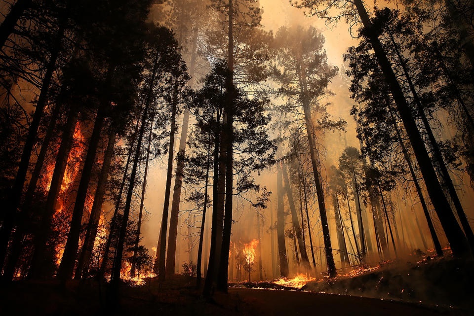 GROVELAND, CA - AUGUST 25:  Flames from the Rim Fire consume trees on August 25, 2013 near Groveland, California. The Rim Fire continues to burn out of control and threatens 4,500 homes outside of Yosemite National Park. Over 2,000 firefighters are battling the blaze that has entered a section of Yosemite National Park and is currently 7 percent contained.  (Photo by Justin Sullivan/Getty Images)