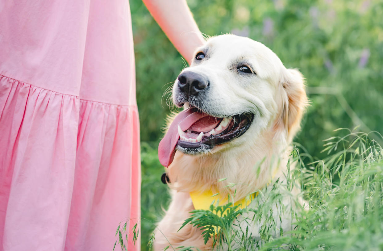 golden retriever dog with girl in pink on blooming field, pet cooling mat from Amazon