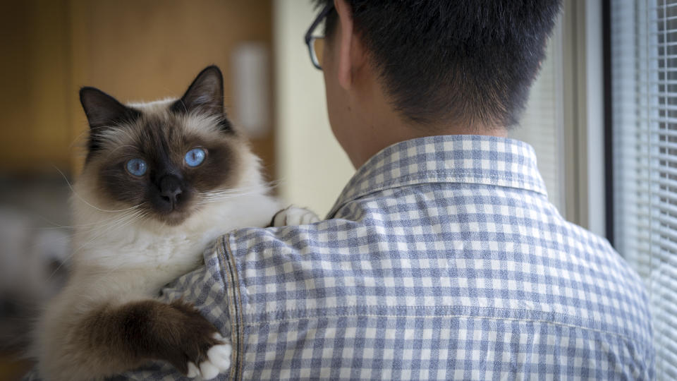 Birman cat being carried by man