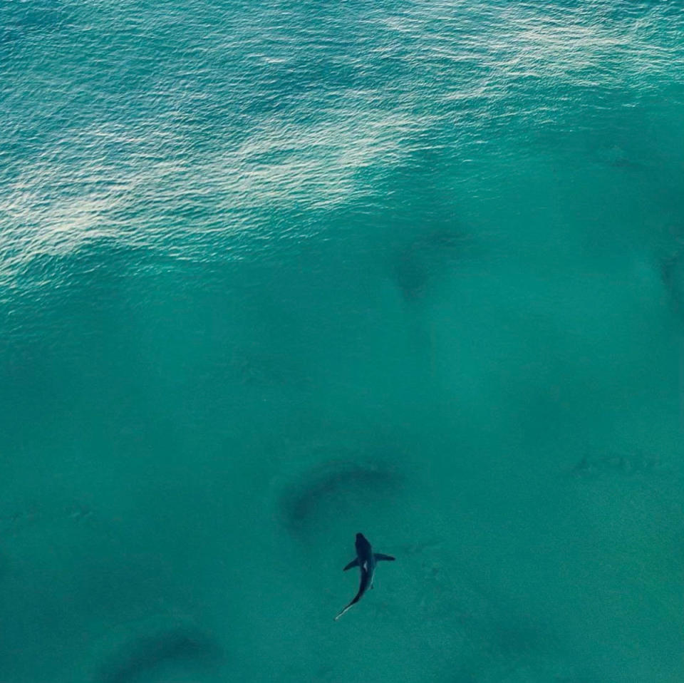 A massive shark was spotted near Frenchman's Beach on North Stradbroke Island while tourists were about. Source: Instagram/jimmymell via @russellspecht