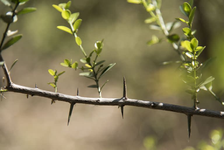El coronillo, otra de las especies nativas que hay en la reserva