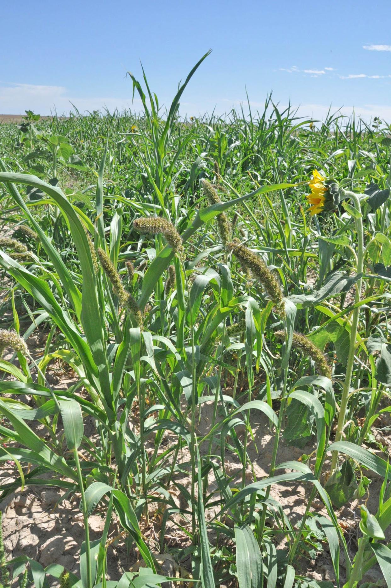 Mixed cover crops grow this fall in a field in Western Kansas. Diverse cover cropping is a way to build the carbon-storing capacity of soil. On a recent Colorado Livestock Association webinar, director of USDA’s Office of Energy and Environmental Policy William Hohenstein outlined the department’s efforts to make sure farmers and livestock producers are adequately compensated for practices that enhance the environment.