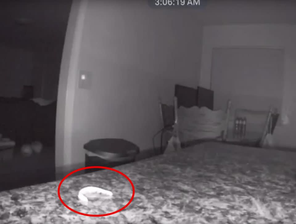 The 'ghost worm' was caught on camera in a Reddit user's house. Photo: Reddit/filet-mignon