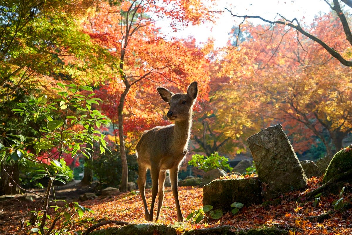 A deer amid the resplendent leaves of Momijidani Park (JNTO)