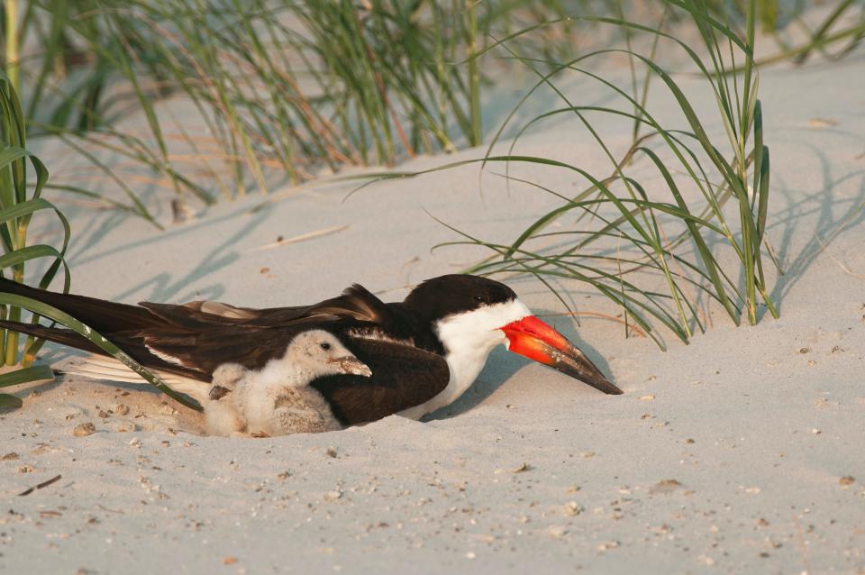 Black skimmers on the beach. 