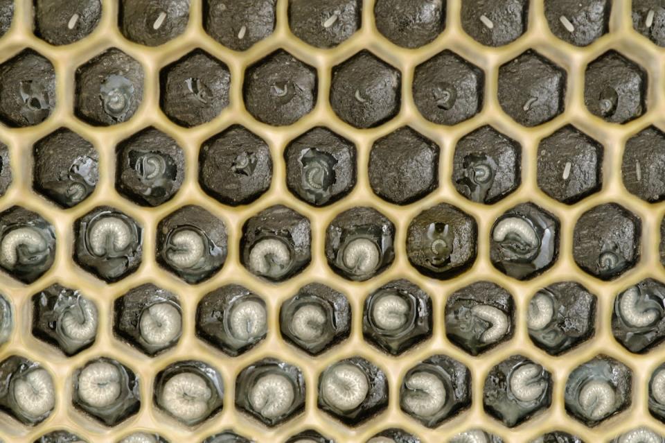 Honey bee eggs and larvae develop one to a cell. <a href="https://www.gettyimages.com/detail/photo/honey-bee-eggs-and-larva-in-comb-with-black-royalty-free-image/1455295651" rel="nofollow noopener" target="_blank" data-ylk="slk:Megan Kobe/iStock via Getty Images Plus;elm:context_link;itc:0;sec:content-canvas" class="link ">Megan Kobe/iStock via Getty Images Plus</a>