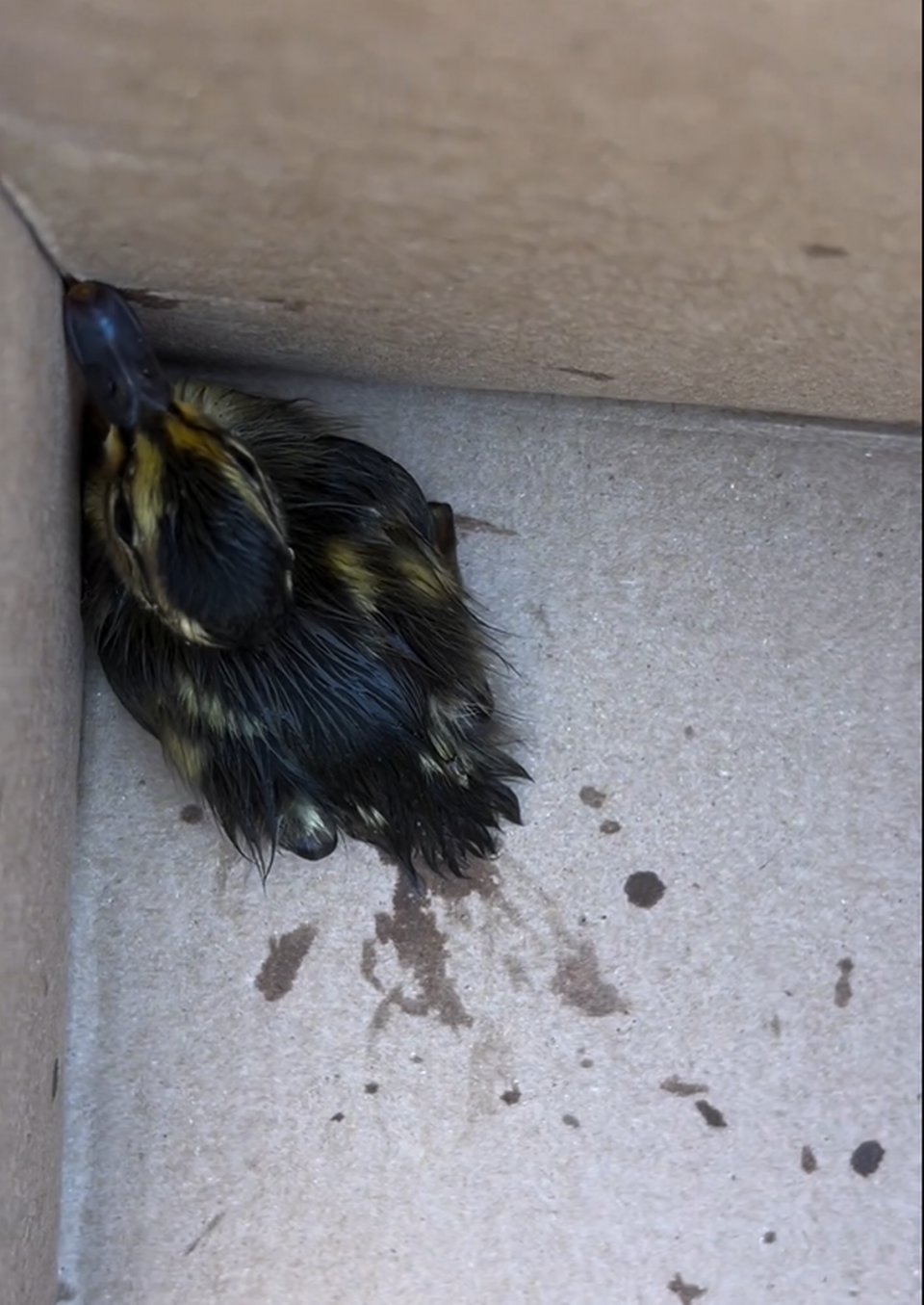 Pasco firefighters rescued a duckling after it fell down a storm drain.