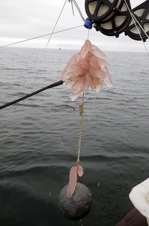 Pyrosomes – colonies of thousands of individual organisms called zooids – are pictured aboard a National Oceanic and Atmospheric Administration research vessel in the Pacific Ocean off the coast of Oregon in this May 2017 handout photo obtained by Reuters June 26, 2017. Hilarie Sorensen/NOAA Fisheries/Handout via REUTERS