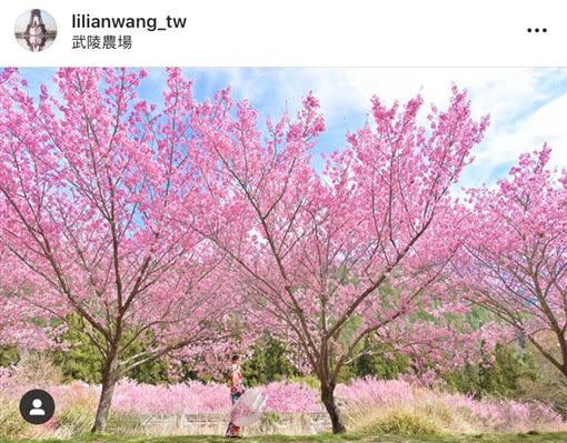 武陵農場花季有總量管制，每日限制入場人數6000人。（圖／翻攝自IG：lilianwang_tw）