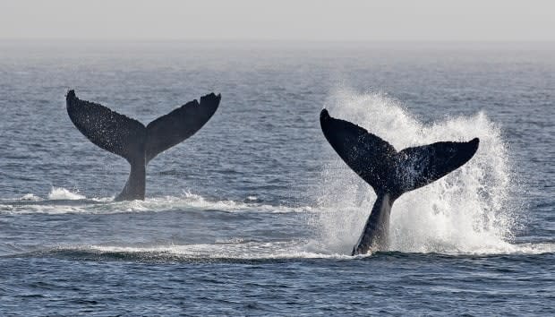 Pacific Whale Watch Association