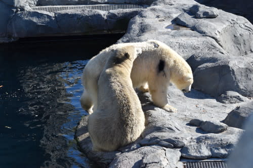 © C.Breiter/Assiniboine Park Zoo – dye spots with crimp plate 3