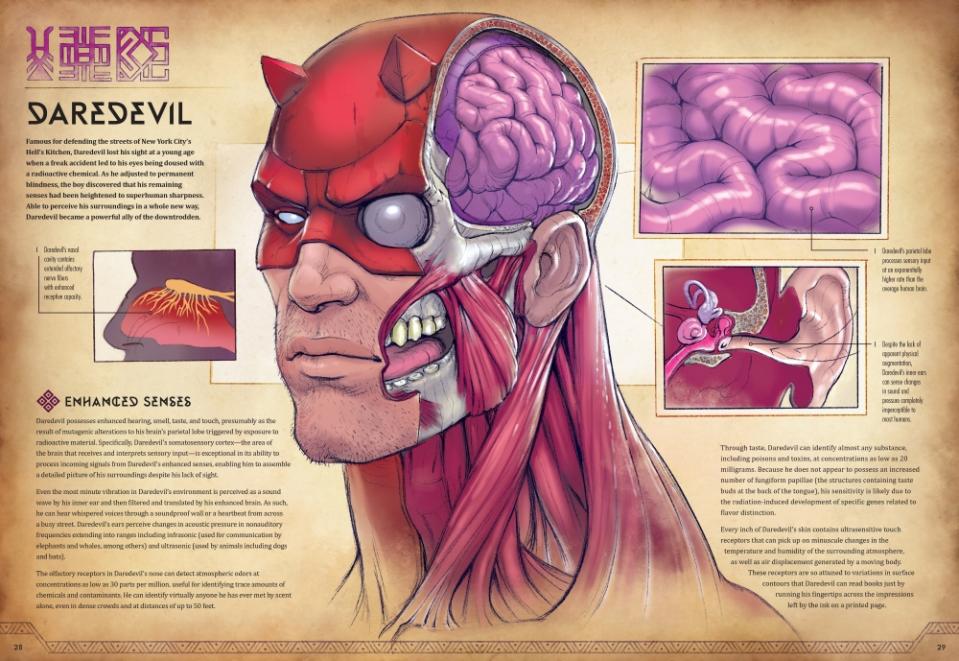 Anatomy of Daredevil from the book Marvel Anatomy: A Scientific Study of the Superhuman 