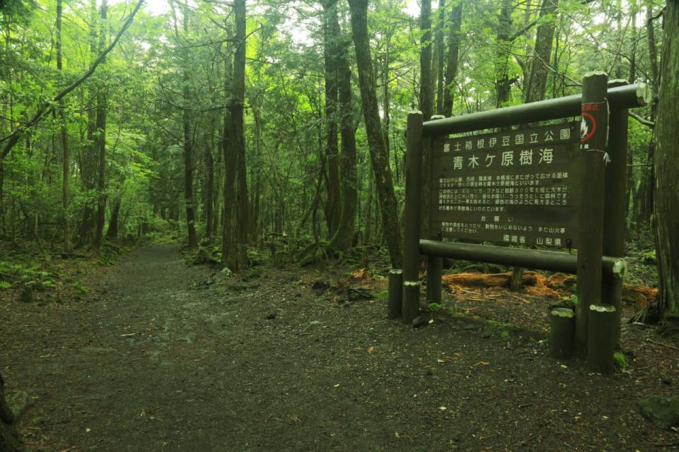 <p><b>Aokigahara, Monte Fuji, Japón</b></p><p>Situado al pie del Monte Fuji, el bosque de Aokigahara ejerce un misterioso efecto sobre los visitantes que ha llevado a algunos a terminar con sus vidas. Muchas leyendas aseguran que el bosque está poblado por fantasmas y duendes.</p><p>El bosque Aokigahara presenta un promedio de 70 muertes al año.</p>