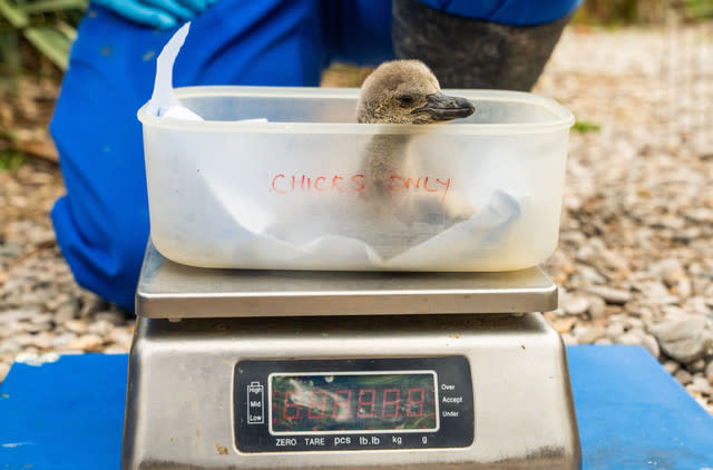 Eleven Penguin Chicks Hatch At Chester Zoo - The Most To Emerge During ‘Hatching Season’ At The Zoo For More Than A Decade