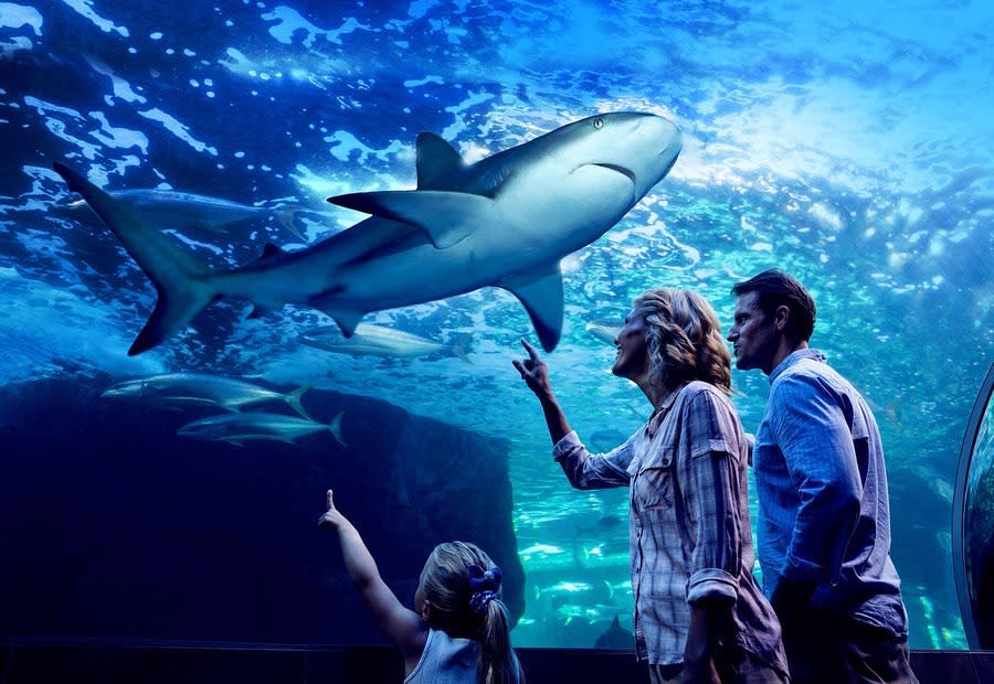 凱恩斯水族館（Cairns Aquarium）內可參觀的水族魚類十分豐富。（圖／翻攝自臉書Cairns Aquarium）