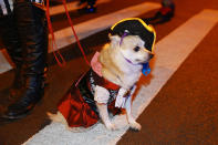 <p>This little four-legged pirate is camera shy at the 44th annual Village Halloween Parade in New York City on Oct. 31, 2017. (Photo: Gordon Donovan/Yahoo News) </p>