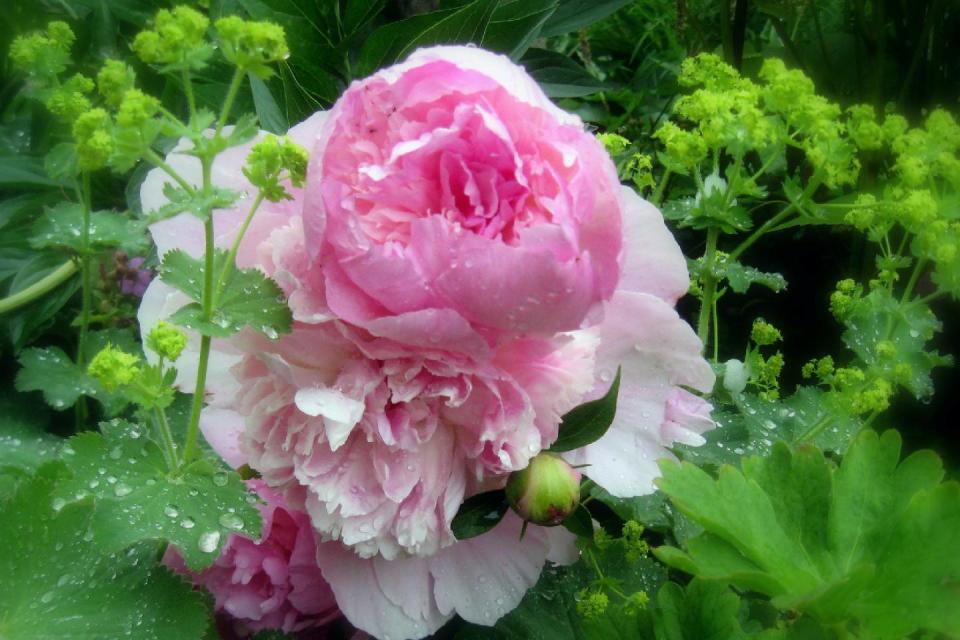 Peonies seem to be the perennial favorite many gardeners can’t resist.