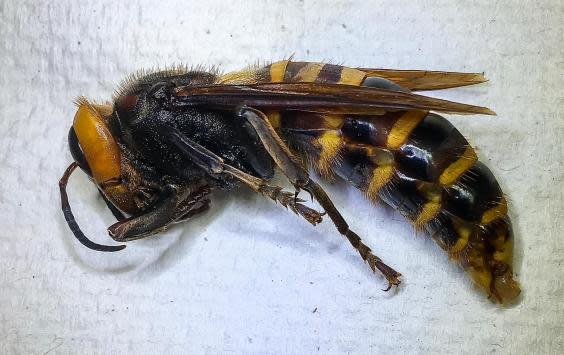 Side view of the so-called ‘murder hornet’, which represents a threat to honey bees in America (WSDA)