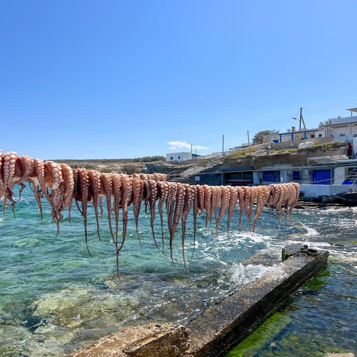 Octopus hanging to dry.