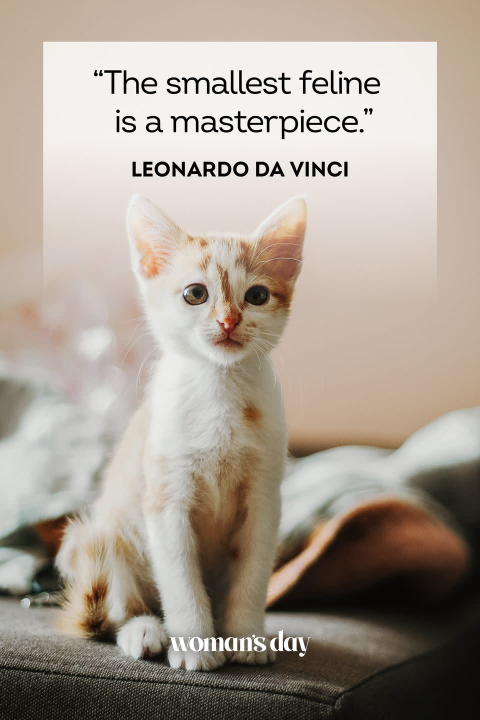 45 Adorable Cat Quotes That Will Melt Your Heart