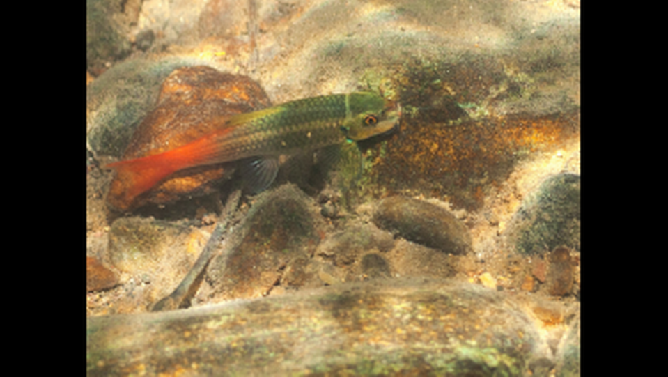 This is the sixth species of Garra discovered in the area, according to the study.