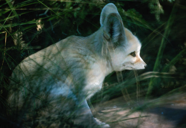 fennec fox eating bug